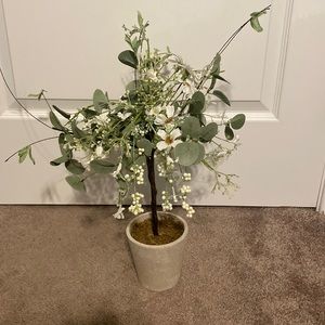 Decorative Plant ✨